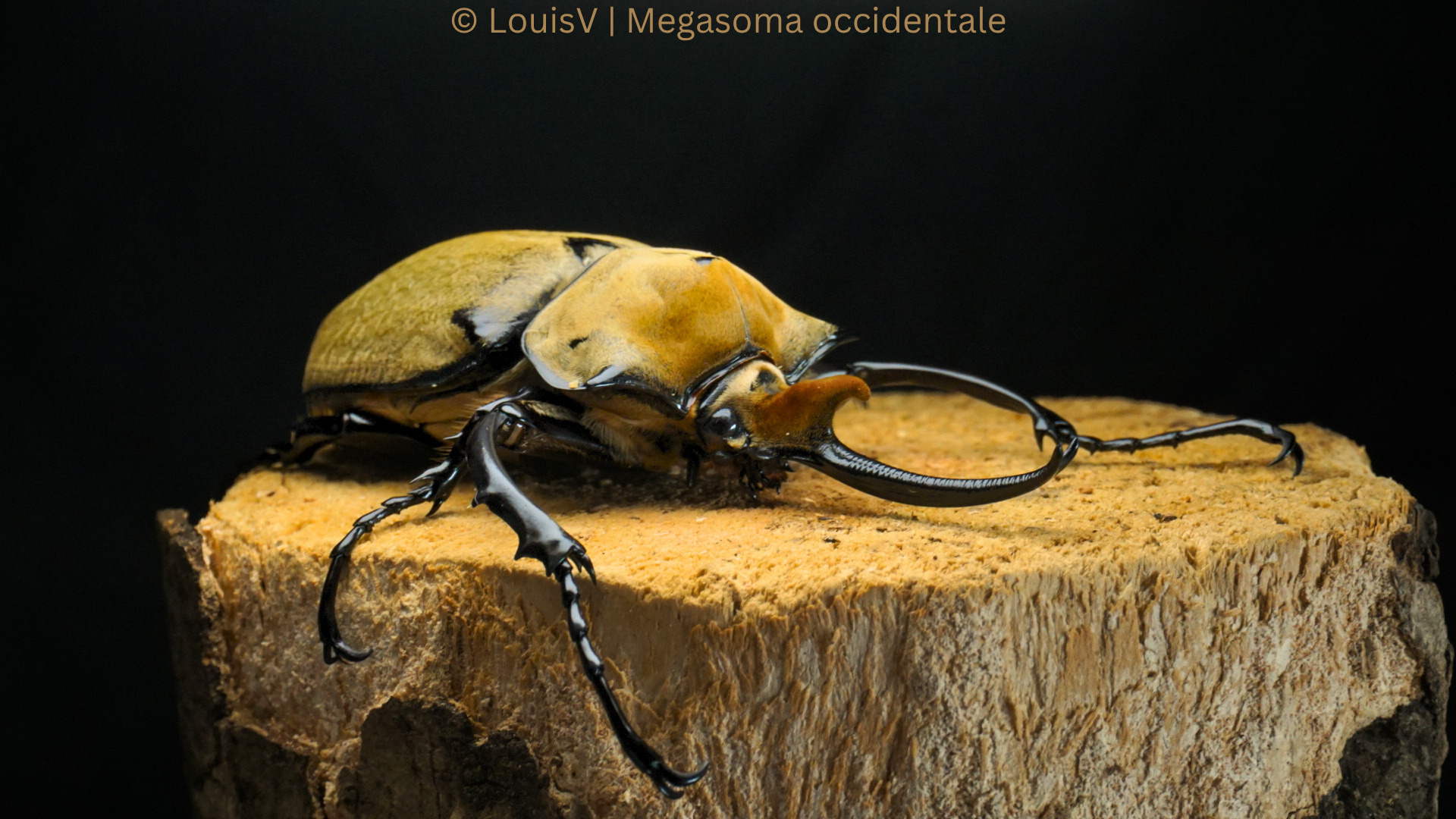 Megasoma occidentale