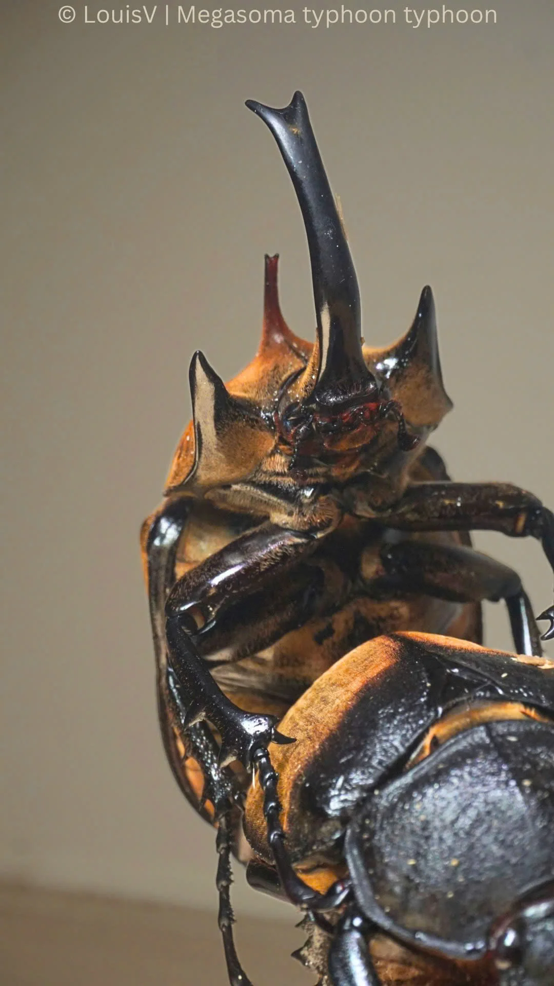 Megasoma typhon typhon view 6