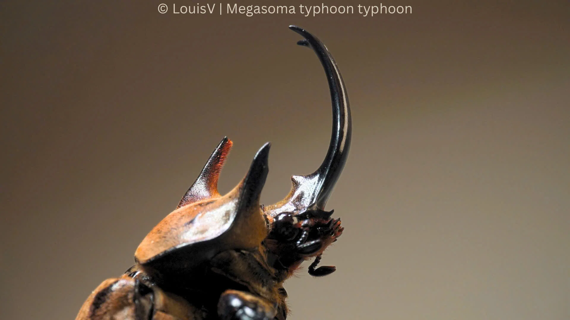 Megasoma typhon typhon view 7