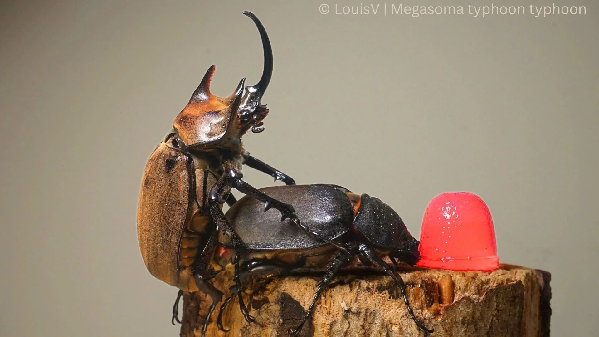 Megasoma typhon typhon view 8
