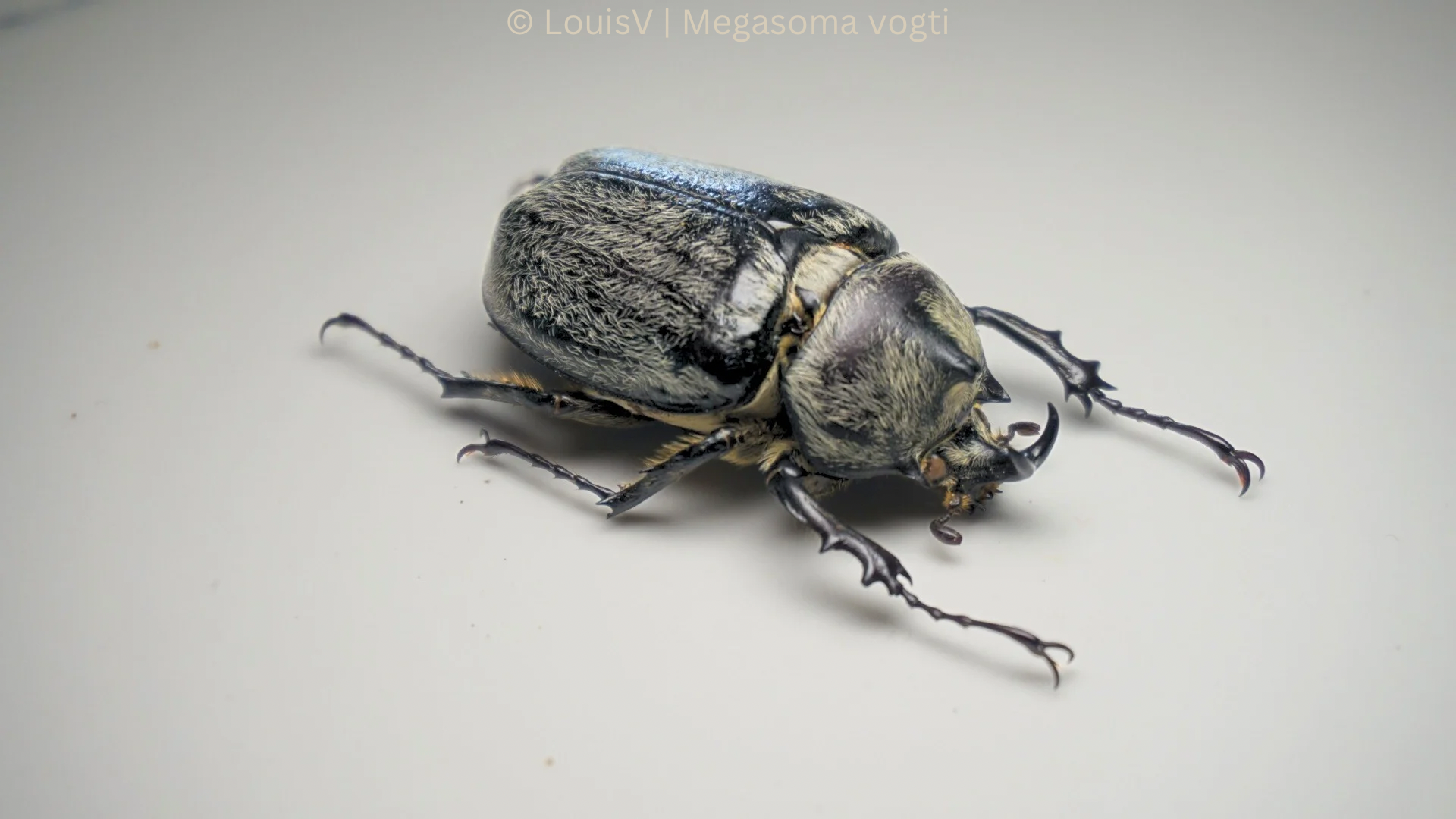 Megasoma vogti